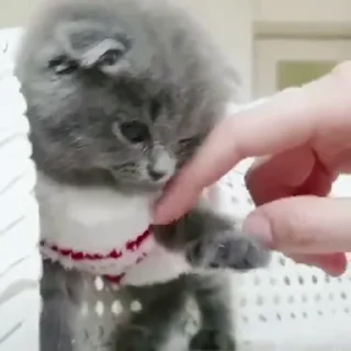 🐈‍⬛