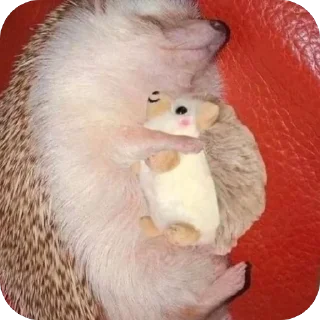 💤