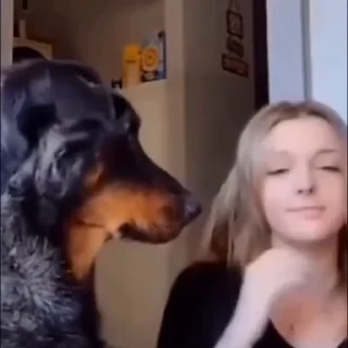 🐩