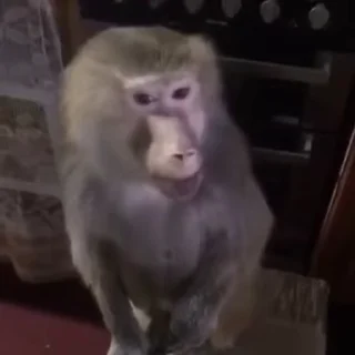 🐵