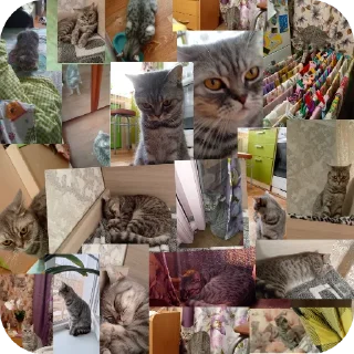 🐱