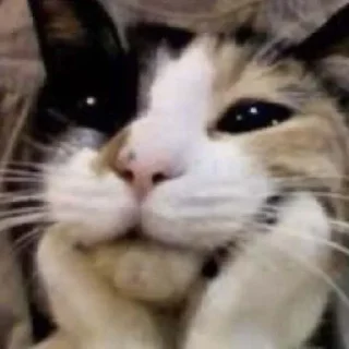 🥺