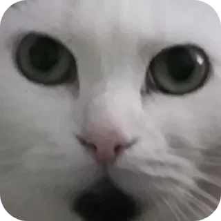 👁