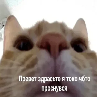 ✌️