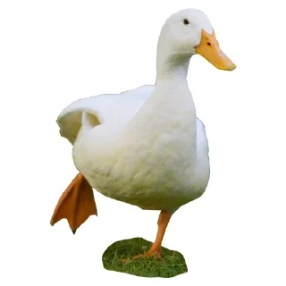 🦆