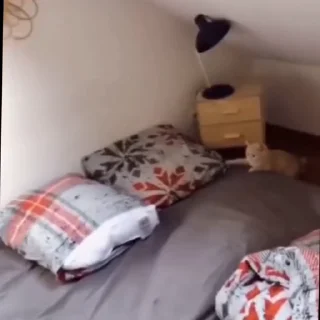 🐈