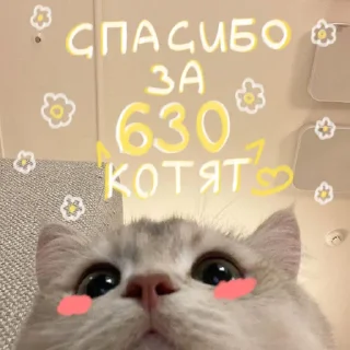 🐱