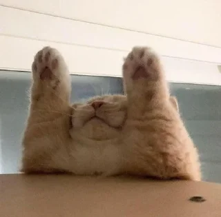 🐱