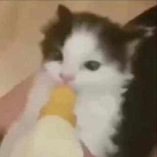 🐈‍⬛