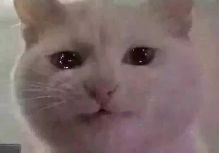 🐶