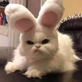 🐰