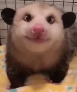 🤪