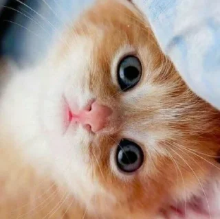 😺