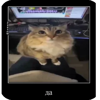 🌟