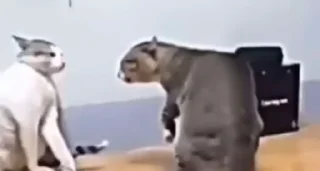 😾