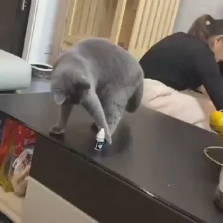 🐈‍⬛️