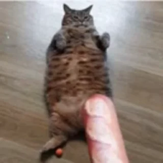 🍽