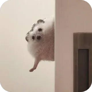 👋