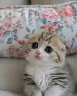 🌟
