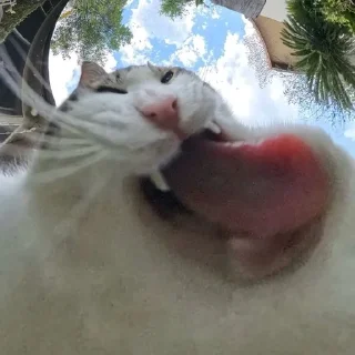 🌟