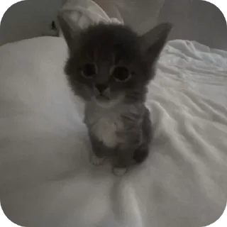 🐱