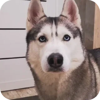 🐶