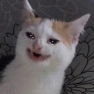 😪