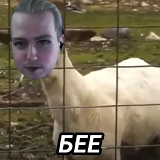 🐑