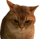 😾