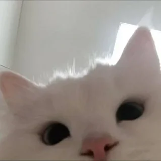 🥺