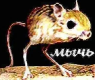 🐀