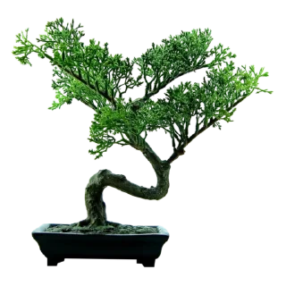 🌳
