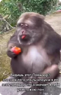 🍅