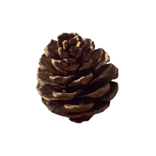 🌲