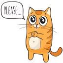 🐱