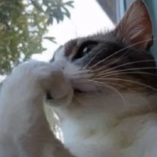 🤍