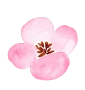 🌸