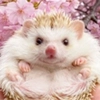 hedgehogs