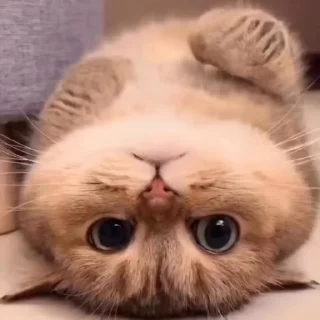 🐈‍⬛