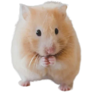🐹