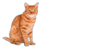🐈