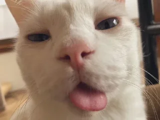 котяра :: @fStikBot