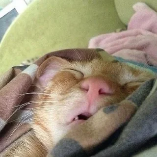 😴