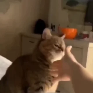 🐈