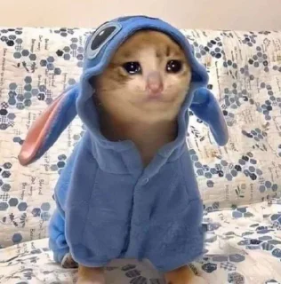 🐱