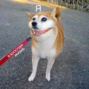 🐶