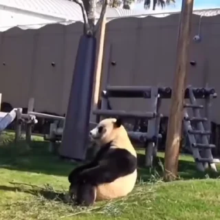 🐼