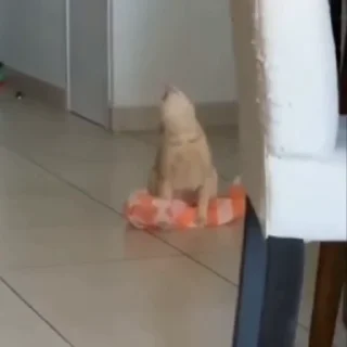 🤩