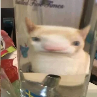 🐈‍⬛