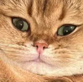 😤